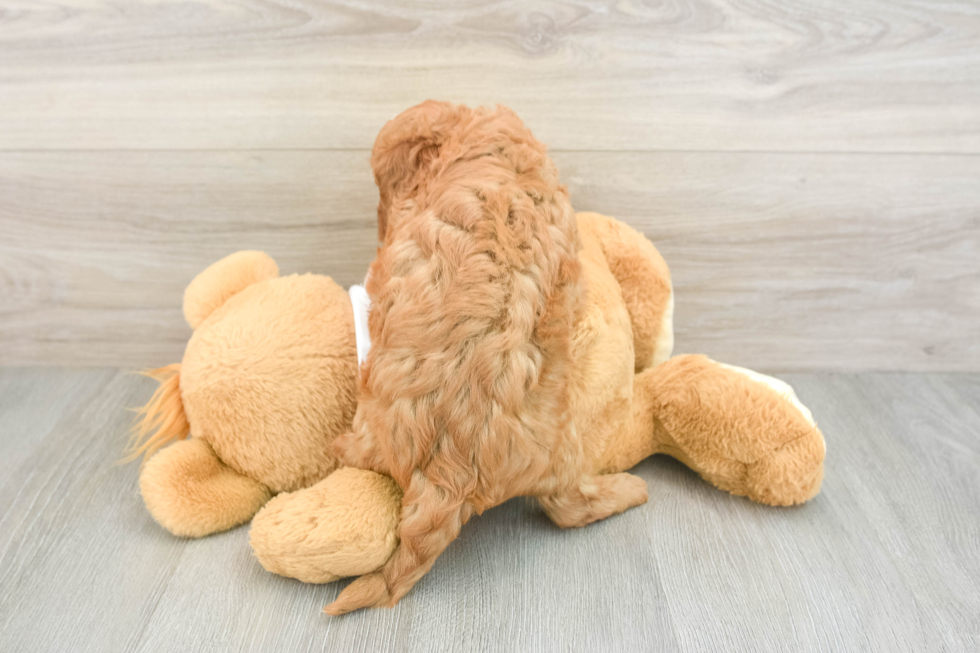 Cavapoo Puppy for Adoption