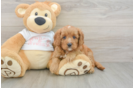 Best Cavapoo Baby