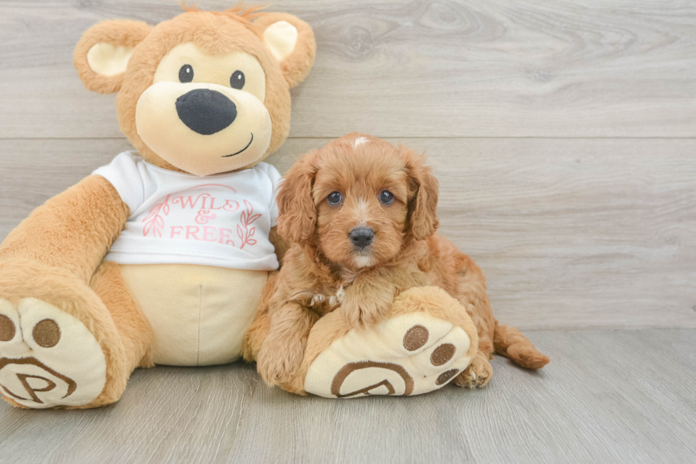 Best Cavapoo Baby