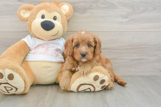 Best Cavapoo Baby