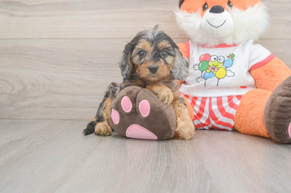 5 week old Cavapoo Puppy For Sale - Premier Pups