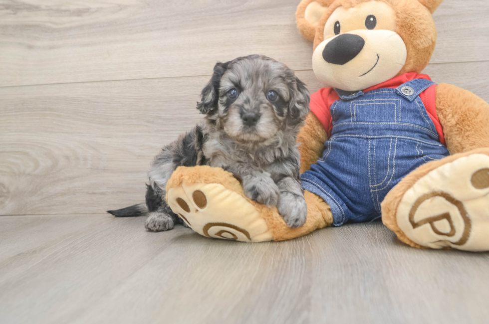 5 week old Cavapoo Puppy For Sale - Premier Pups