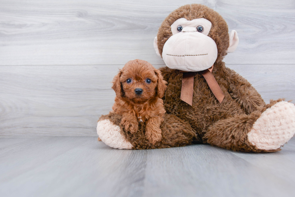 Happy Cavapoo Baby