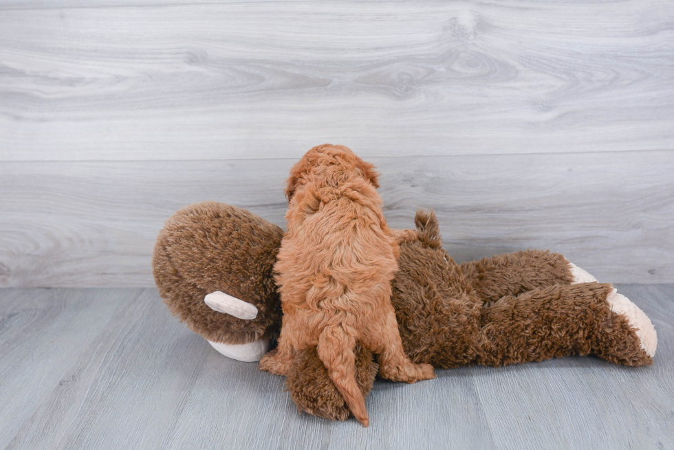 Cavapoo Pup Being Cute