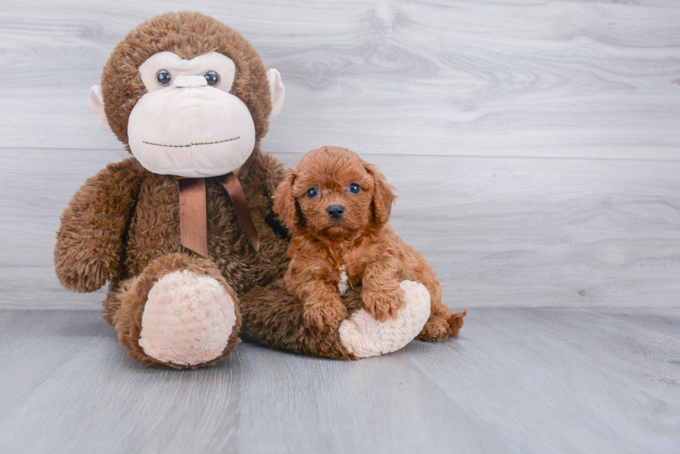 Energetic Cavoodle Poodle Mix Puppy