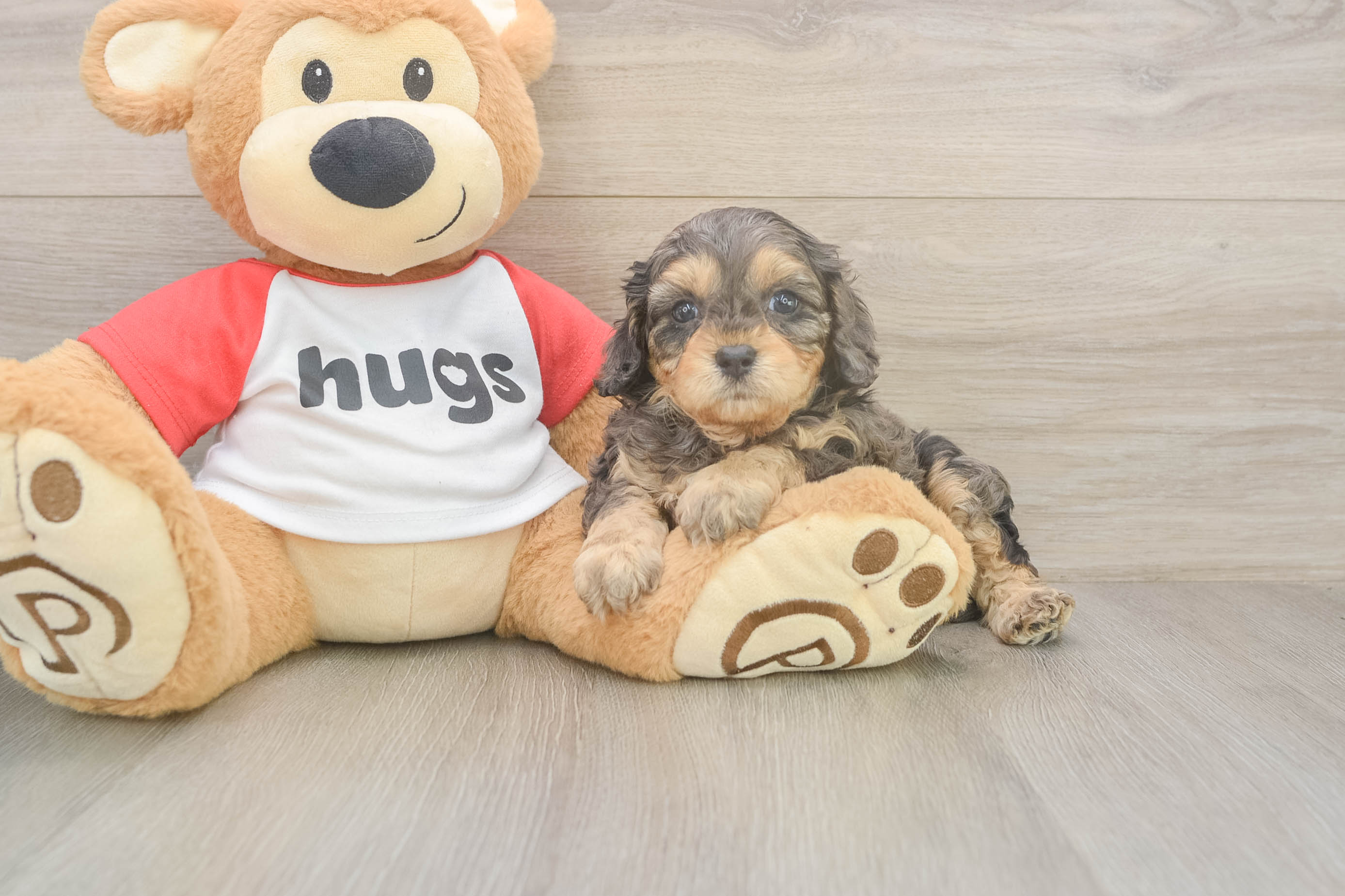 Cavapoo Pup Being Cute