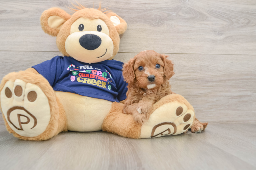 5 week old Cavapoo Puppy For Sale - Premier Pups