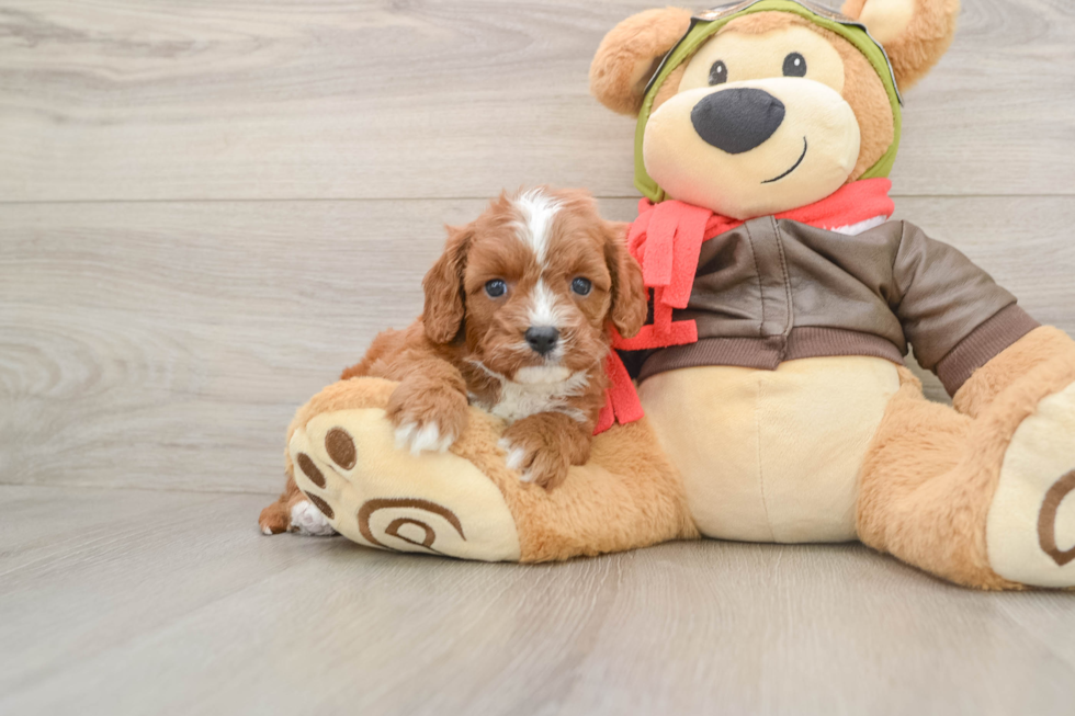 Cavapoo Puppy for Adoption