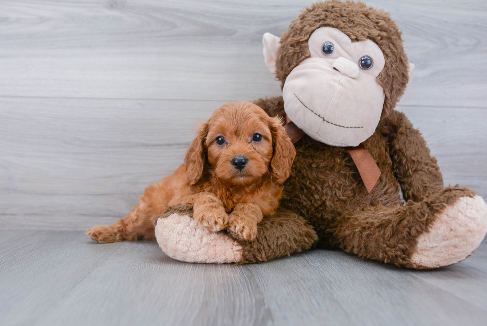 Cavapoo Puppy for Adoption