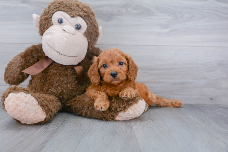 Best Cavapoo Baby