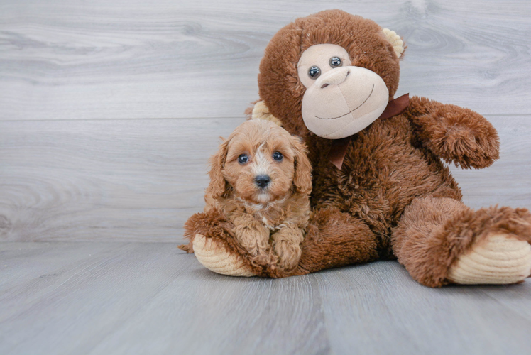 Fluffy Cavapoo Poodle Mix Pup