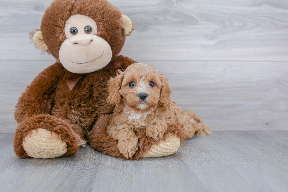 Adorable Cavoodle Poodle Mix Puppy