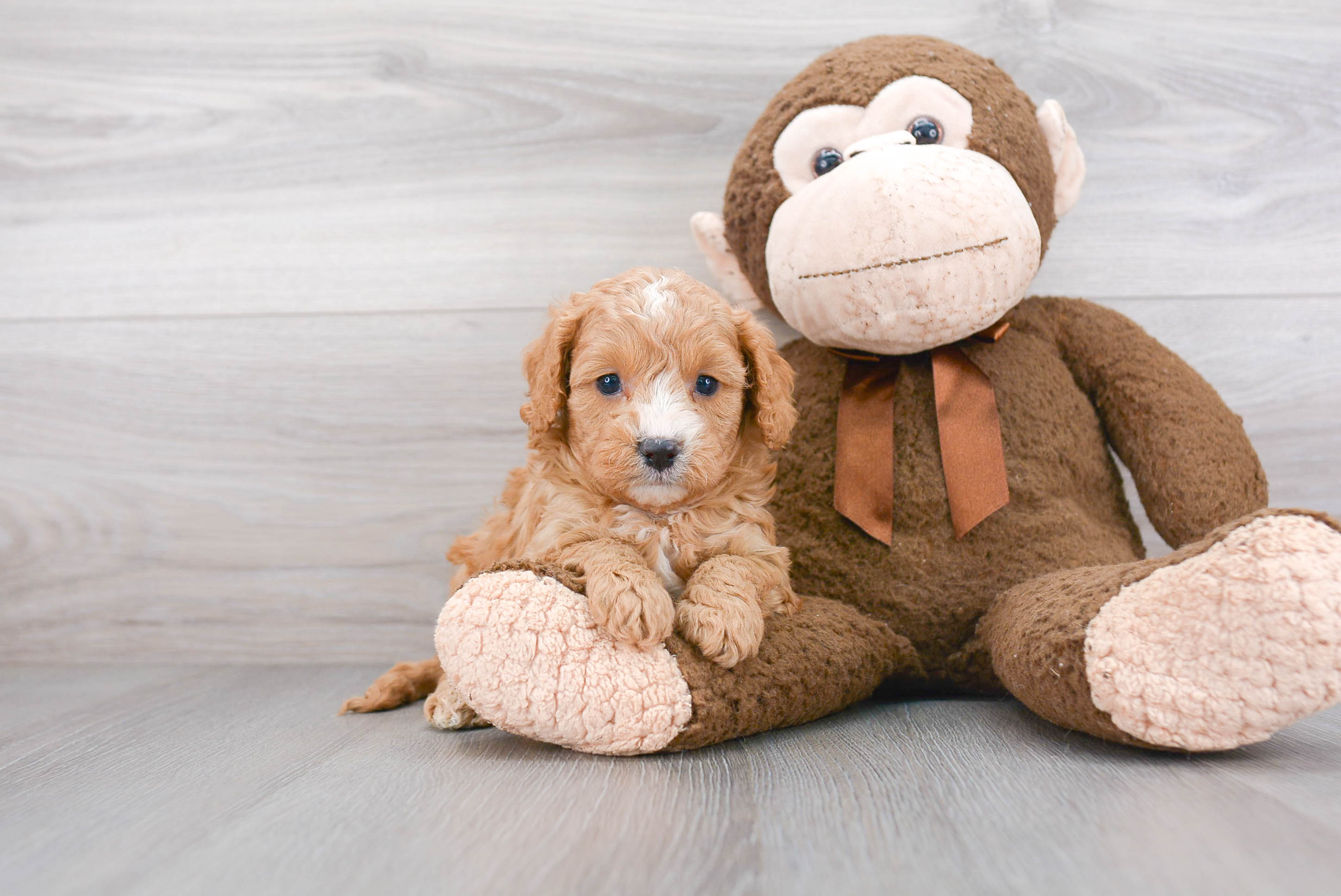 Best Cavapoo Baby