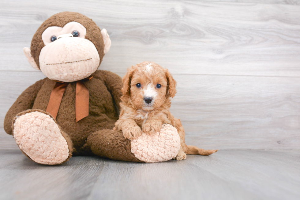 Friendly Cavapoo Baby