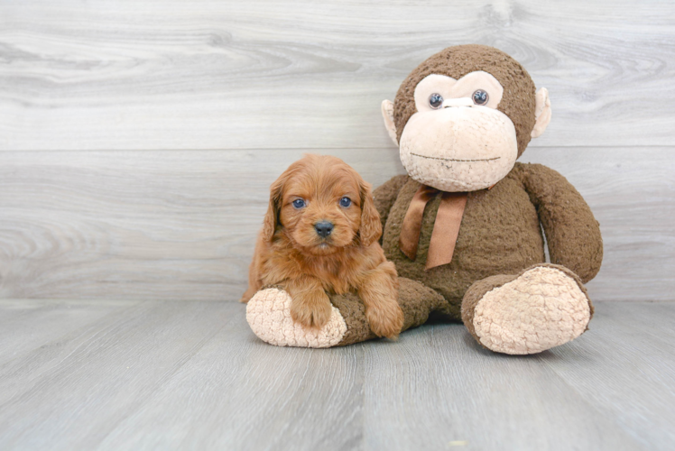 Best Cavapoo Baby