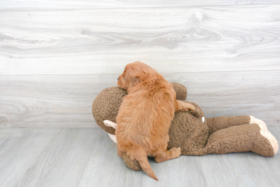 Best Cavapoo Baby