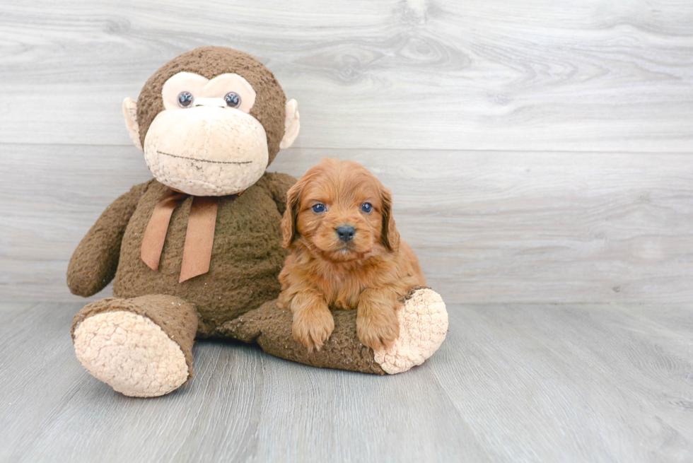 Cavapoo Puppy for Adoption