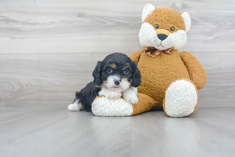 Cute Cavapoo Baby