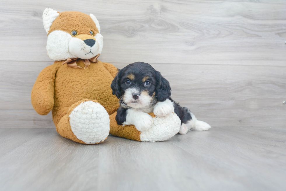 Hypoallergenic Cavoodle Poodle Mix Puppy