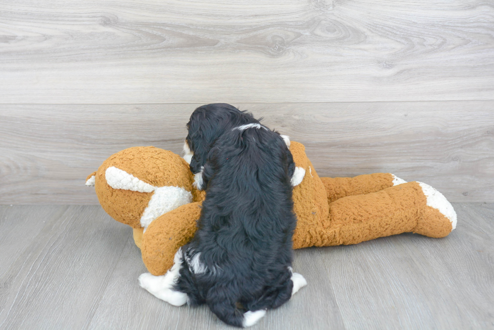 Cavapoo Pup Being Cute