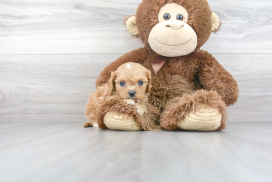 Best Cavapoo Baby