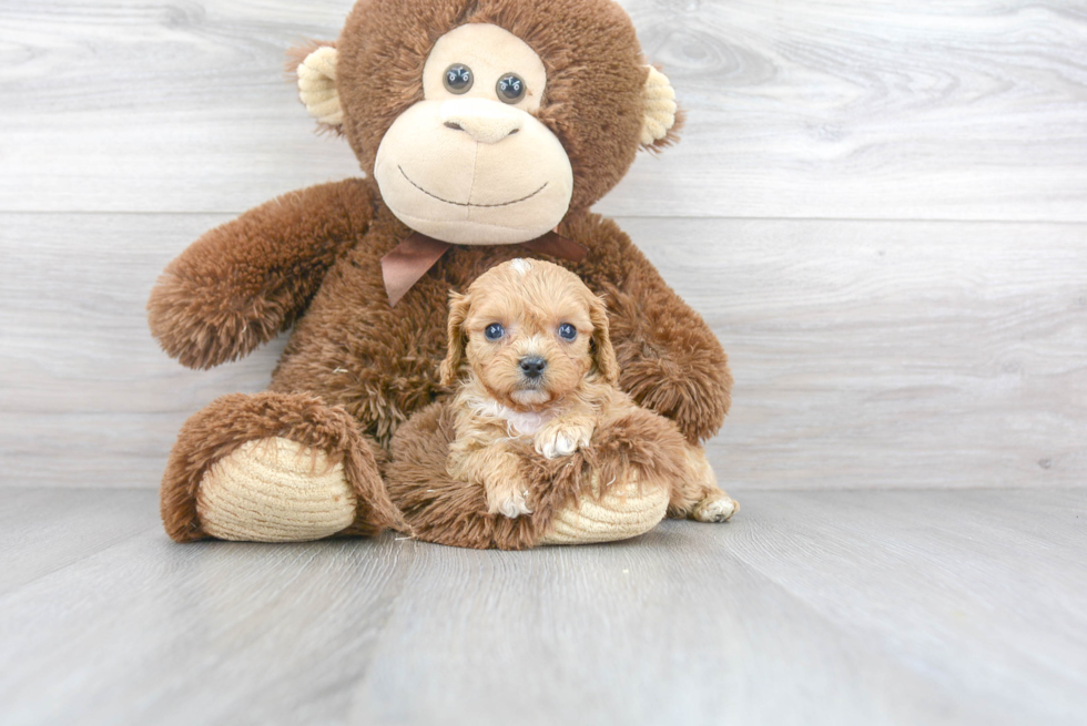 Friendly Cavapoo Baby