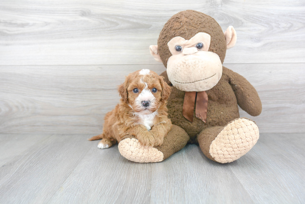 Happy Cavapoo Baby