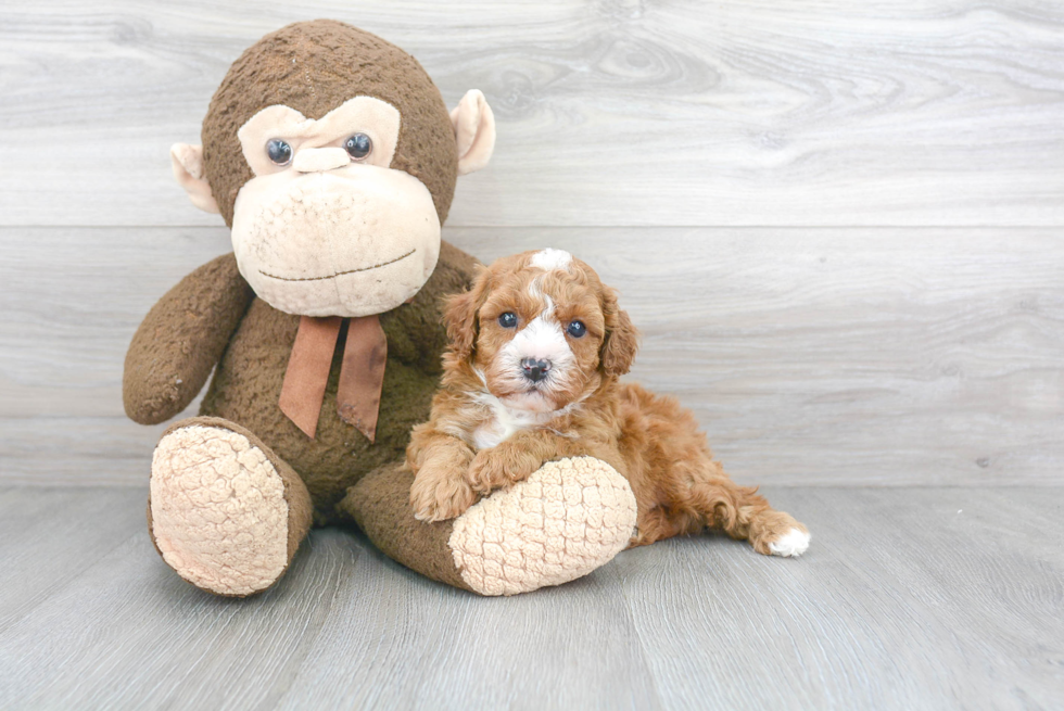 Cavapoo Pup Being Cute