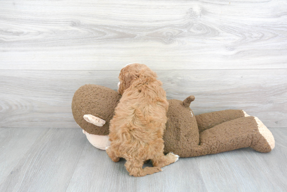 Cavapoo Pup Being Cute