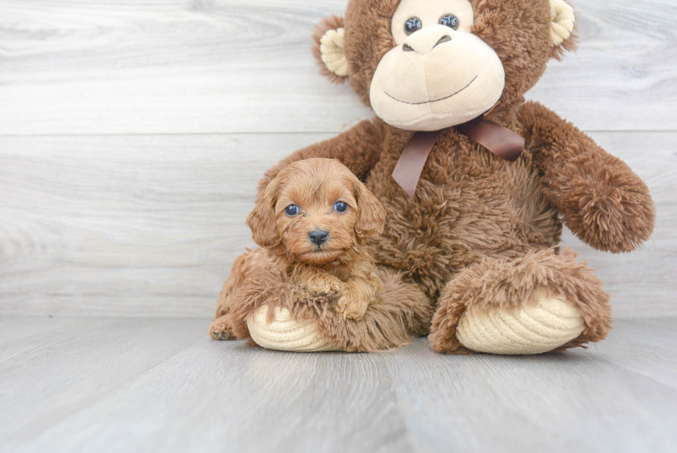 Petite Cavapoo Poodle Mix Pup