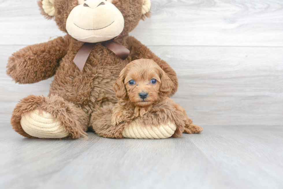 Cavapoo Pup Being Cute