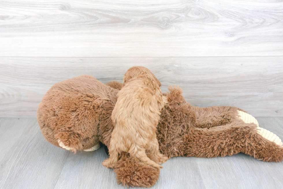 Playful Cavoodle Poodle Mix Puppy