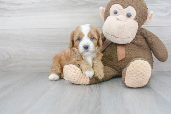 Cavapoo Pup Being Cute