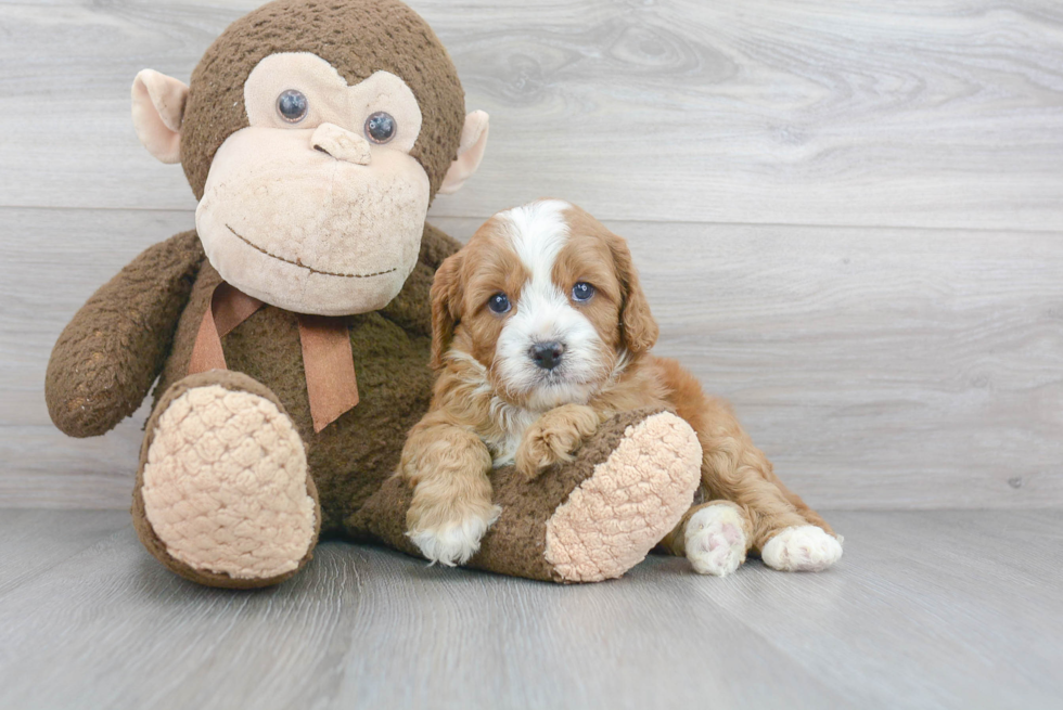 Best Cavapoo Baby