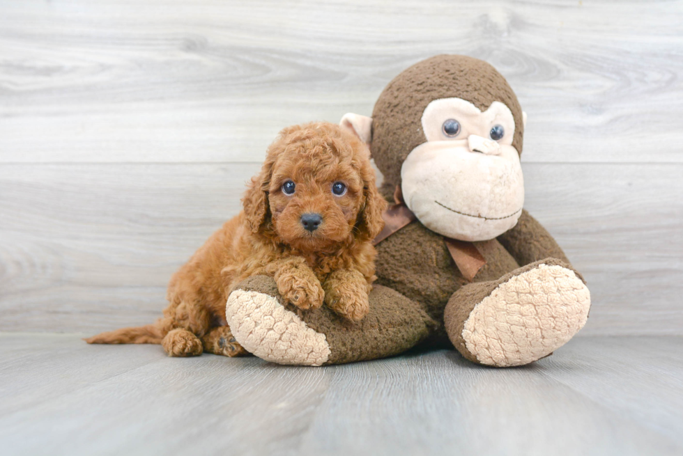 Adorable Cavoodle Poodle Mix Puppy