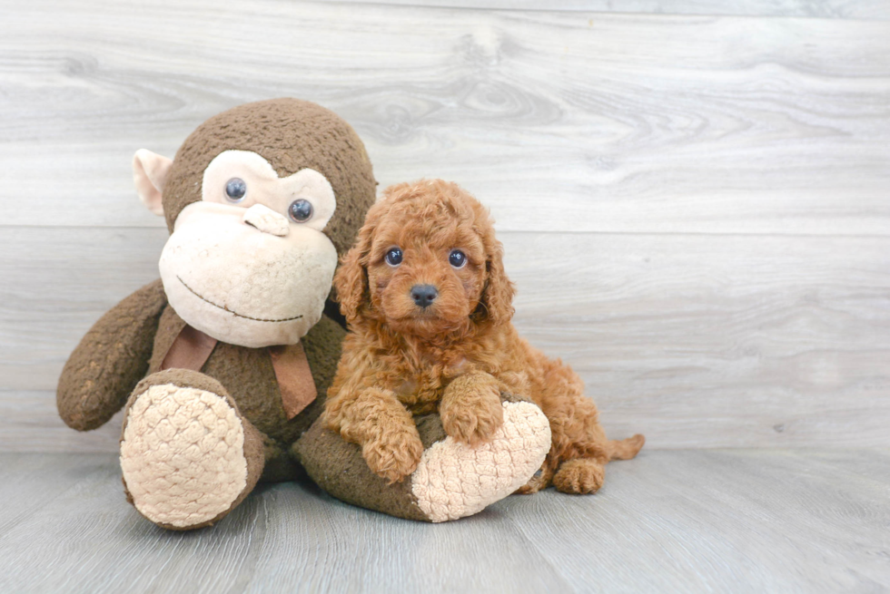 Best Cavapoo Baby