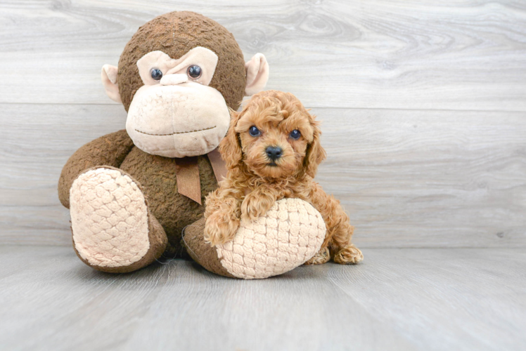 Best Cavapoo Baby