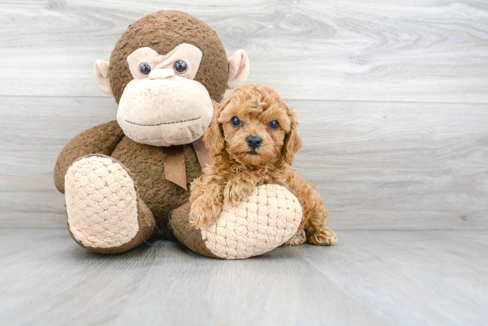 Best Cavapoo Baby