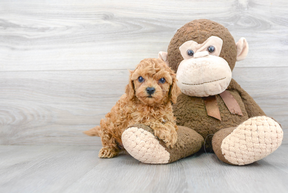 Small Cavapoo Baby