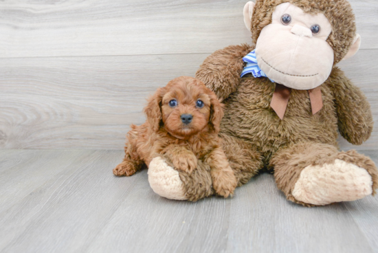 Little Cavoodle Poodle Mix Puppy