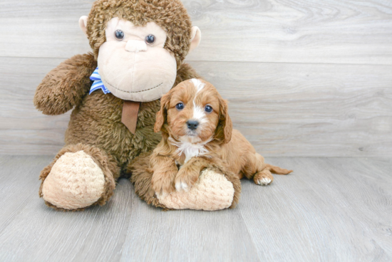 Popular Cavapoo Poodle Mix Pup