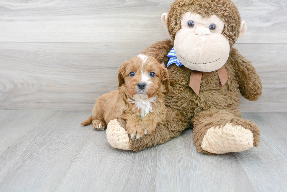 Happy Cavapoo Baby