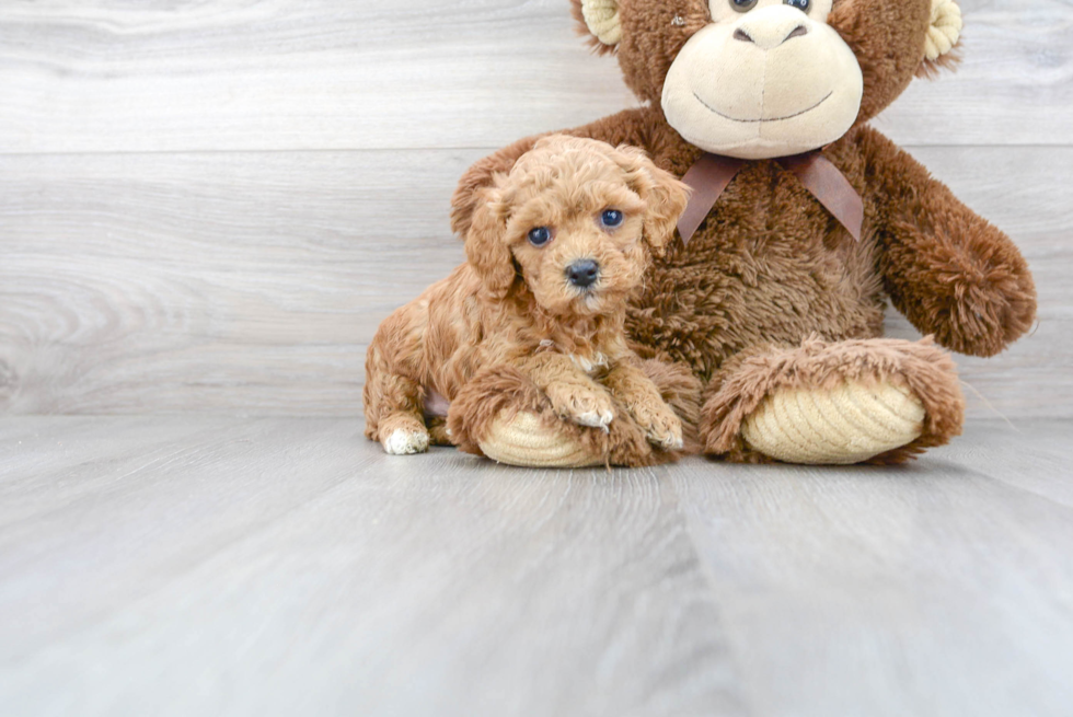 Fluffy Cavapoo Poodle Mix Pup