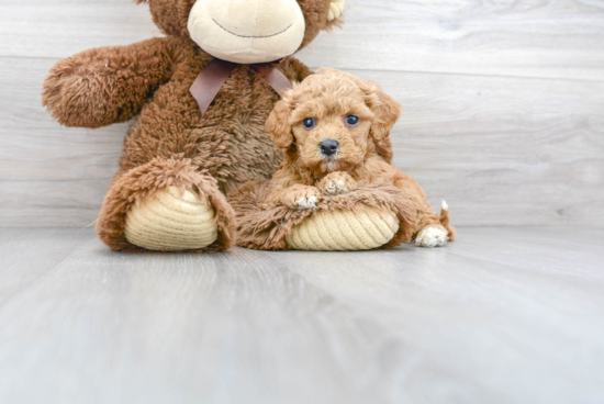 Cute Cavapoo Baby