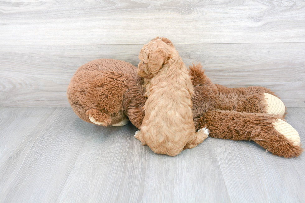 Cavapoo Pup Being Cute