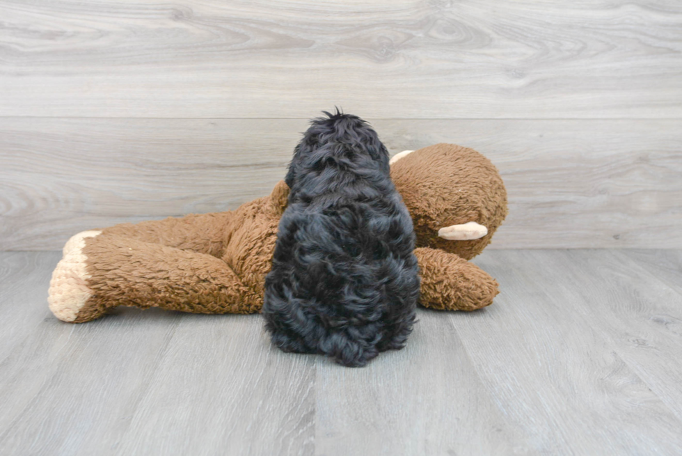 Playful Cavoodle Poodle Mix Puppy