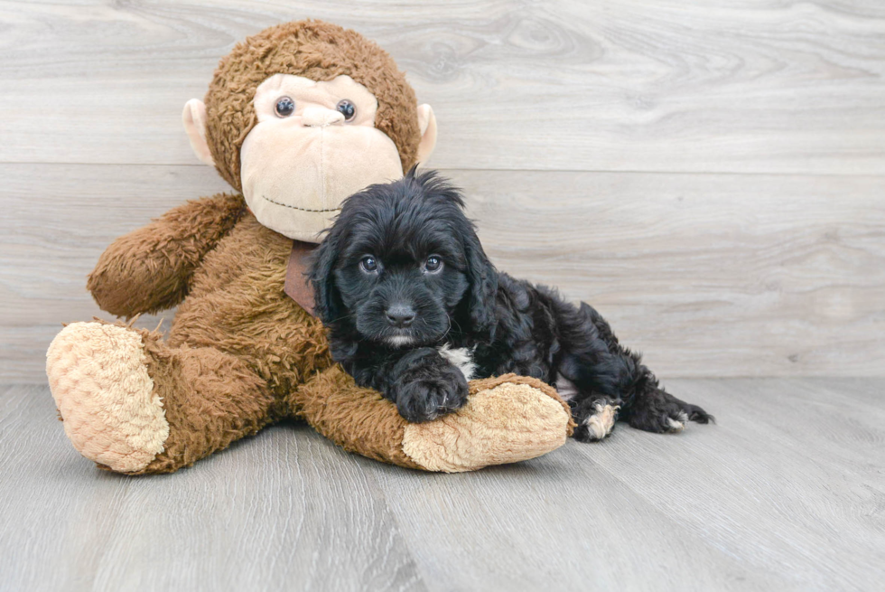 Cavapoo Puppy for Adoption