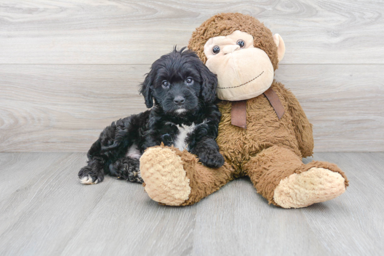 Cavapoo Puppy for Adoption