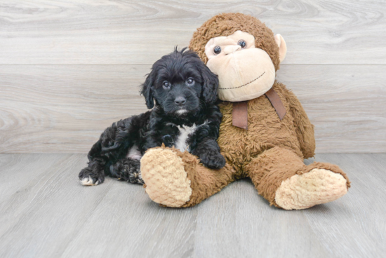 Cavapoo Puppy for Adoption