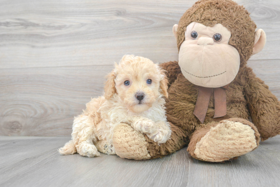 Cavapoo Pup Being Cute